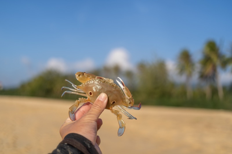 日出时分的左侧浪点